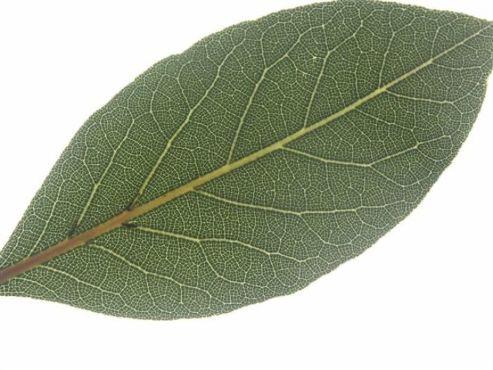 The Mystical Benefits of Placing Bay Leaves Under Your Pillow