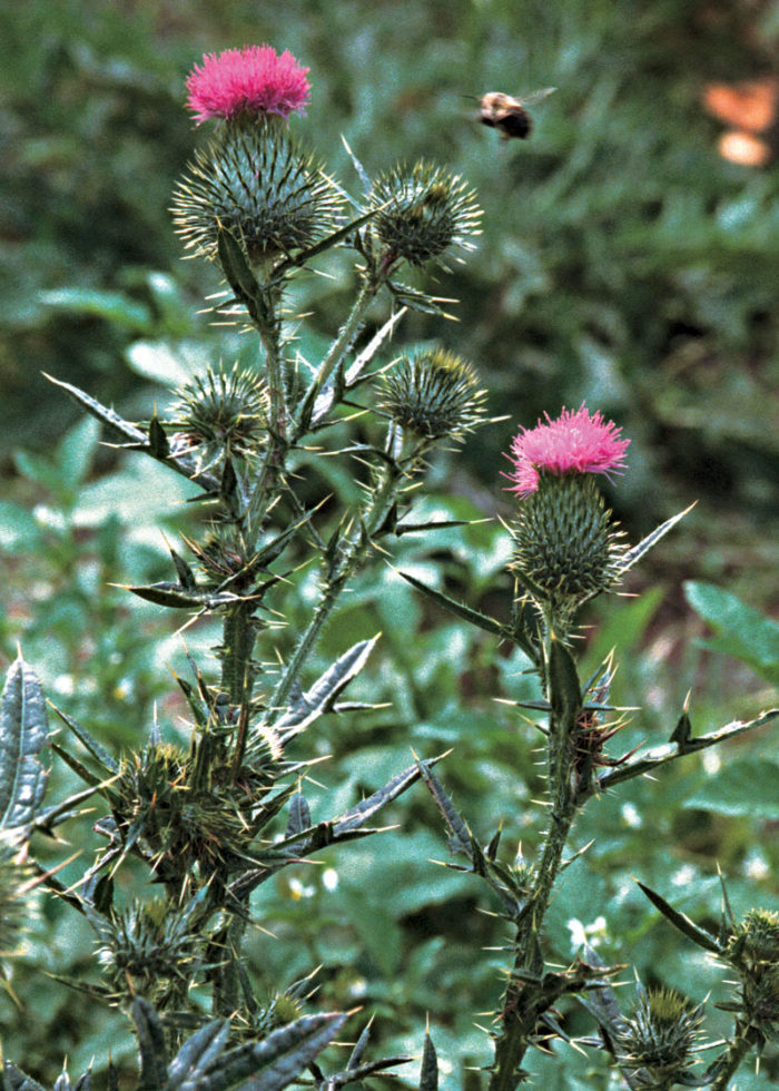 thistle