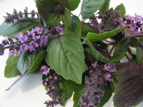 Tips and Tricks for Growing Basil FineGardening