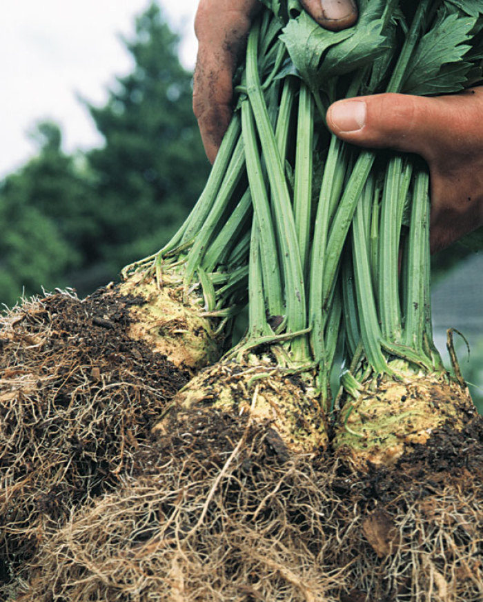 Celeriac