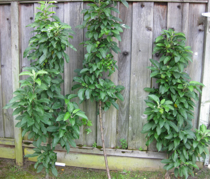 Growing apples in the home garden