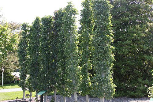 Columnar Apples – Growing Fruits in the Small Home Orchard