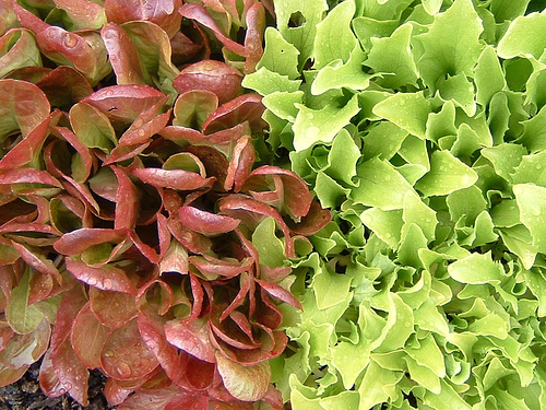 winter lettuce