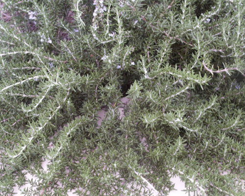 How to Care for Rosemary in Winter