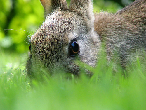 close up of bunny