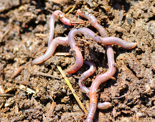 Over the Garden Gate: The dirt on raising earthworms for vermicompost