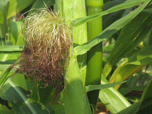 close up of corn silks shriveled after pollination