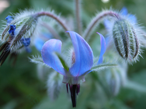 Identifying Edible Flowers & Interesting Facts about them (with