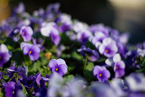 Edible Flowers Enliven a Garden - FineGardening