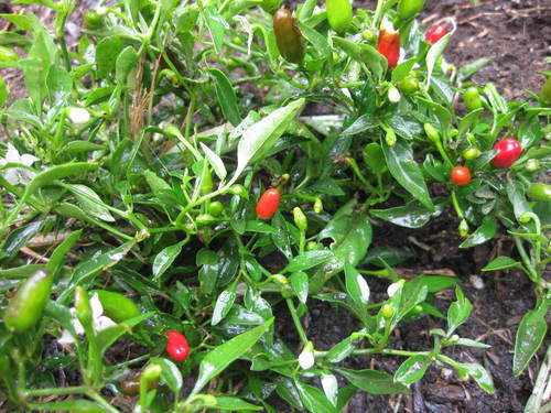 Thai chili outlet pepper scoville scale