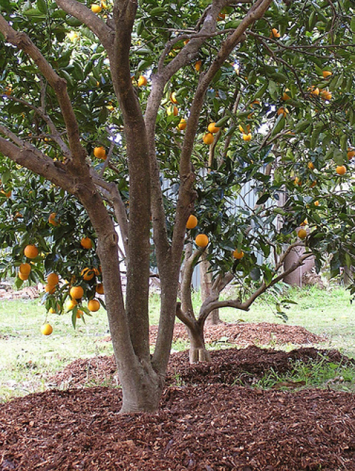 orange pruning tree