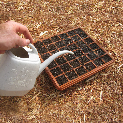 Watering seedlings