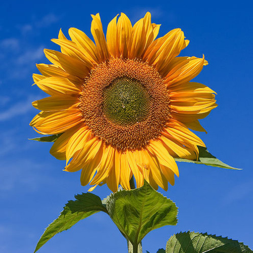 sunflower against a blue sky