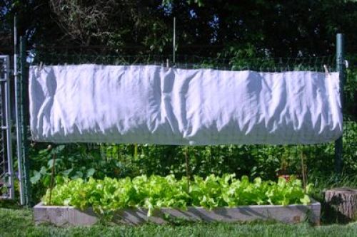 plastic and sheet lettuce shade