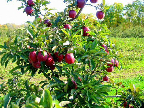 Green Apples Focus Agriculture Production Organic Apples Apple