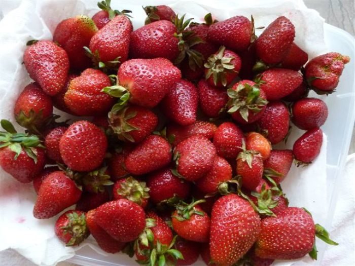 Yard and Garden: Give Strawberry Plants Winter Protection