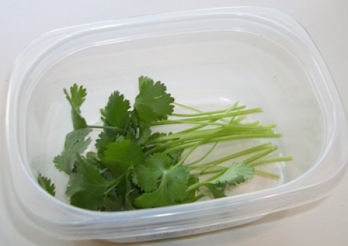 Cilantro2.JPG