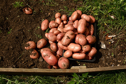 https://images.finegardening.com/app/uploads/vg-migration/2013/01/27235559/potatoes.jpg