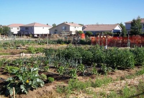 Start a Community Garden Vegetable Donation Program FineGardening