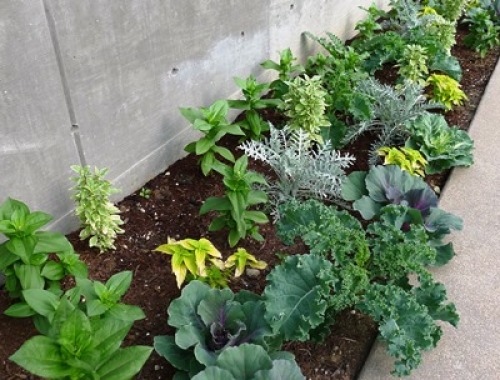 vegetable garden