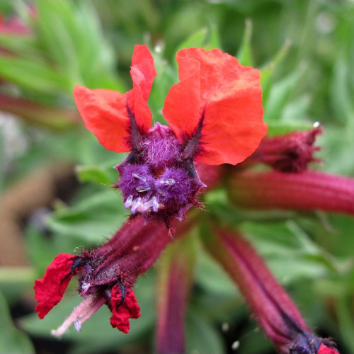 Scary flowers deals