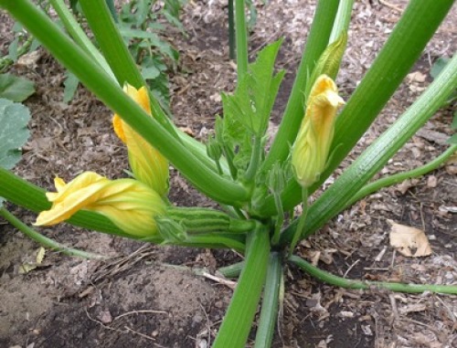 zucchini plant with flowers