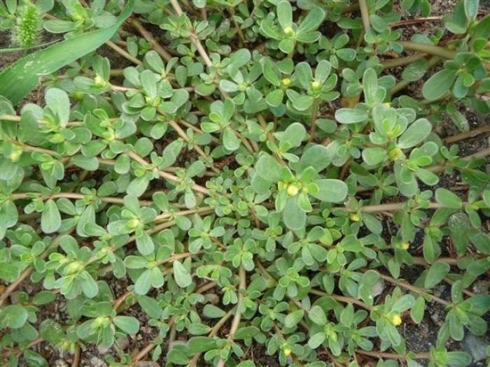 Purslane - FineGardening