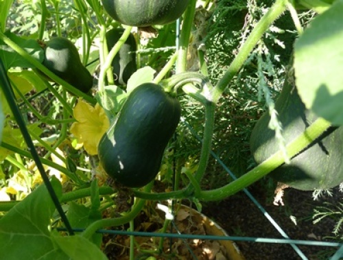 butternut squash plant