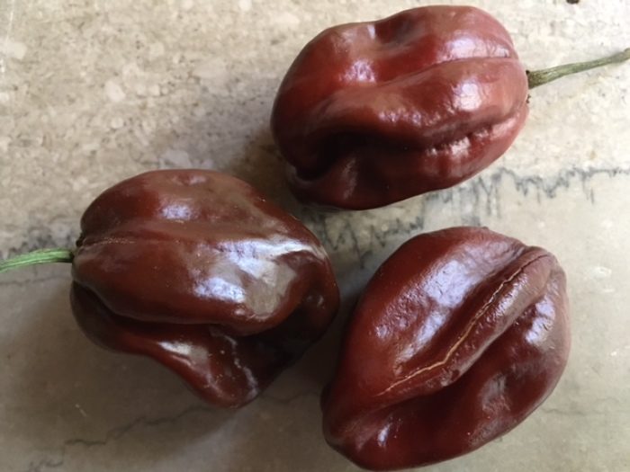 'Chocolate Habanero' chile pepper