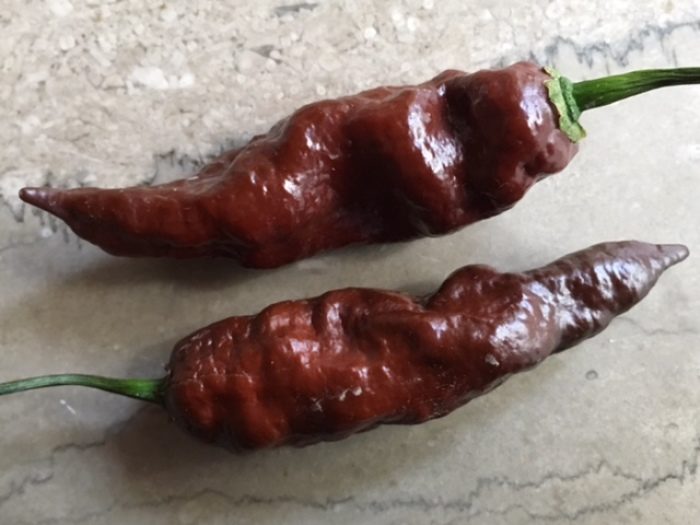 ghost chile pepper