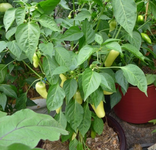 5 Easy Ideas for Preserving Peppers - FineGardening