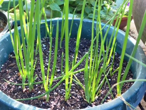 Onions planted in a container