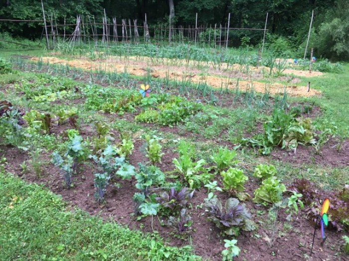 vegetable garden rows