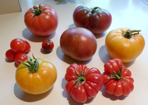 Brandywine Tomato Seeds  Baker Creek Heirloom Seeds