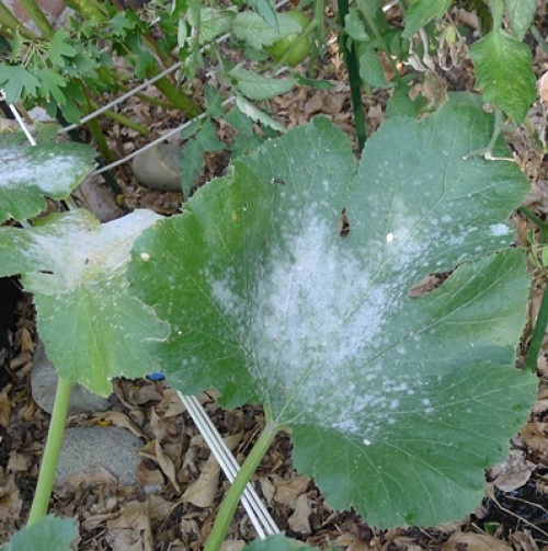 powdery mildew on squash leaf