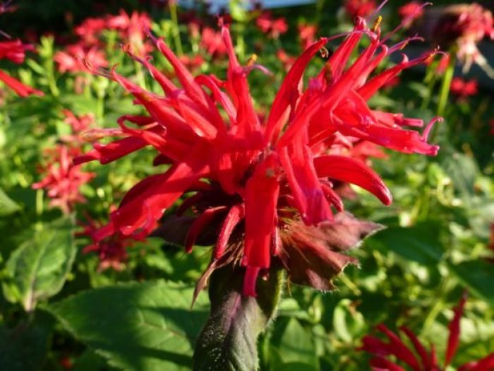 bee balm edible flowers