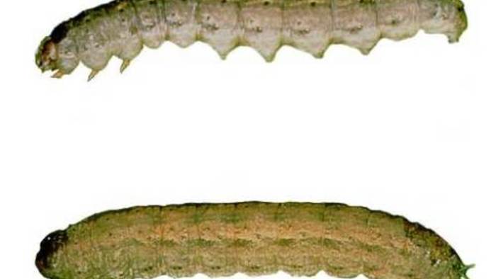 cutworm caterpillar