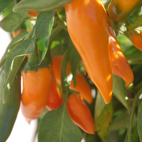 How to Grow Bell Peppers - FineGardening