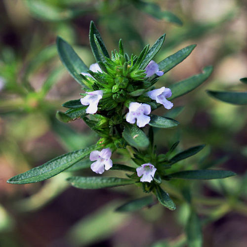 Image of Summer savory flower 2