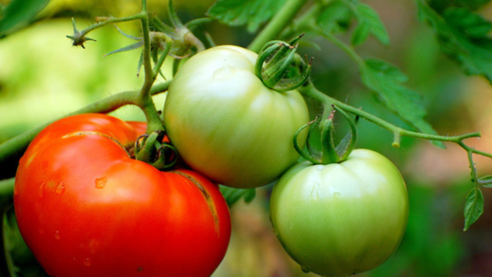 How to Start Tomato Plants from Cuttings - FineGardening