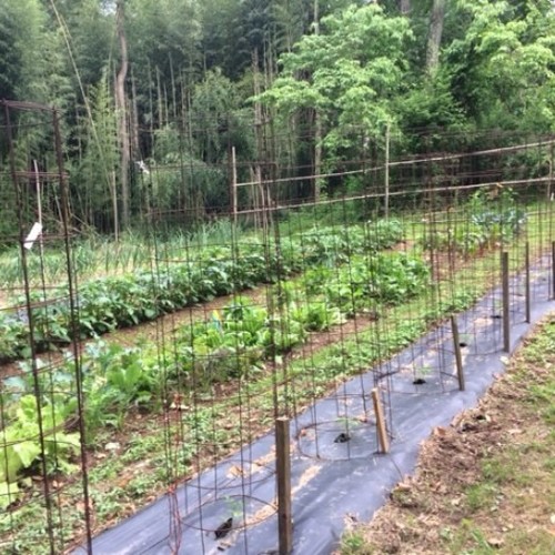 Image of Row of tomato plants growing in black plastic mulch