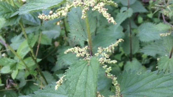 Harvest Nettle Seeds to Make a Tasty Condiment: Gomasio with Nettle Seeds &  Sea Vegetables - Fine Gardening
