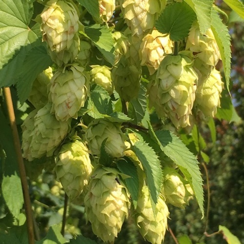 How To Identify Hops