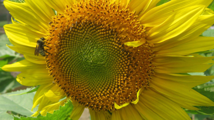 Growing Sunflowers - FineGardening