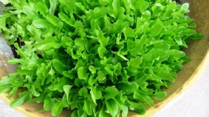 close up of Sandy lettuce